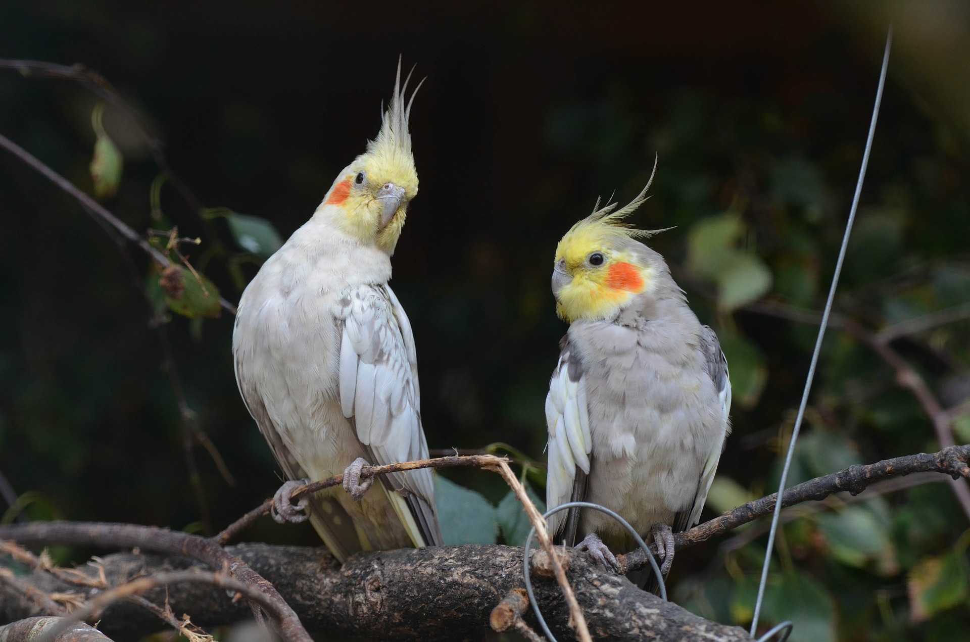 Papoušek Korela má na hlavě svěží mohawk a na tvářích oranžové skvrny jako ruměnec.